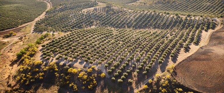 Dégustation des huiles d’olive Casas de Hualdo