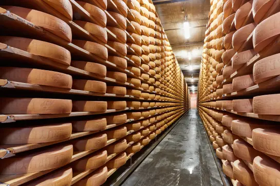 Meules de fromage dans une cave d’affinage