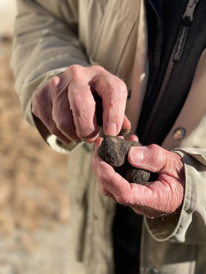 La Truffe Noire des Valayer : l’Or Noir du Terroir Français