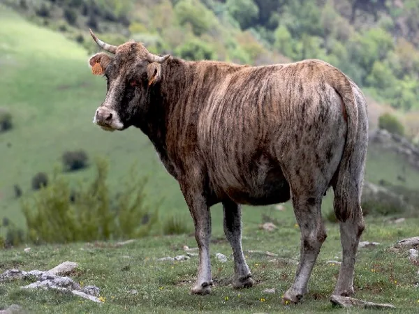 Le Veau Tigré : une race corse rare et un patrimoine d’élevage