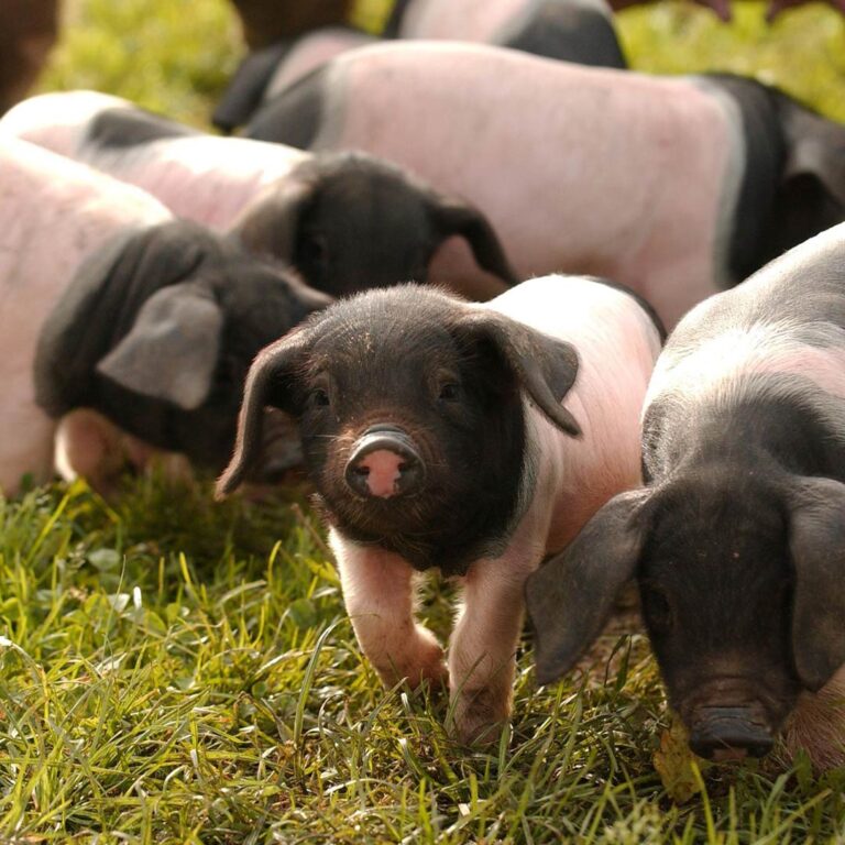 Porc Basque pie noir élevé dans le territoire du Kintoa