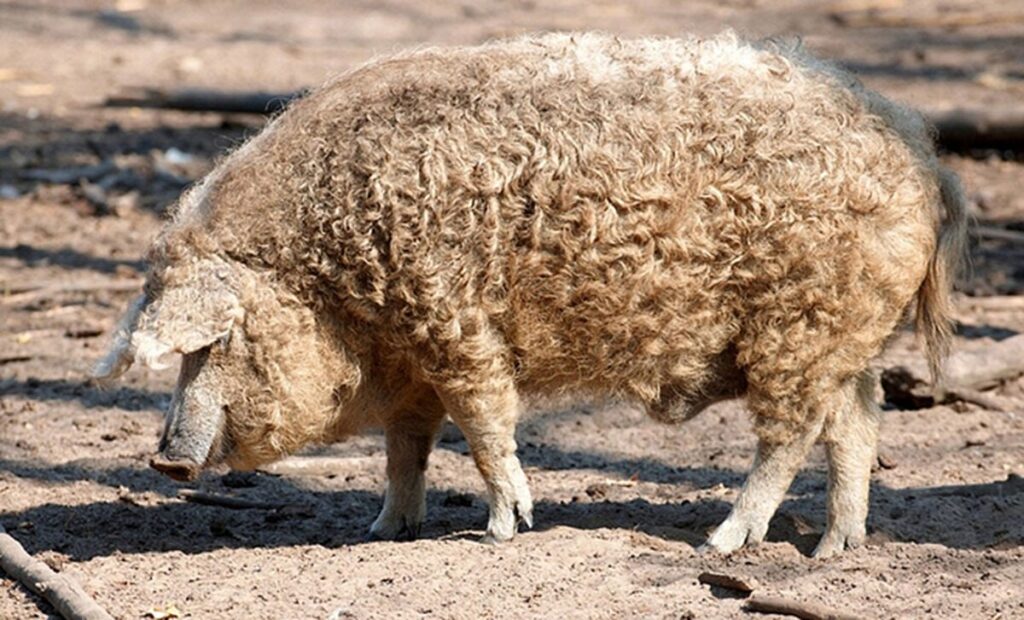 Porc Mangalitza au pelage bouclé